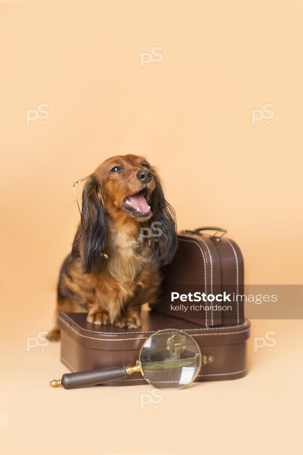 Dachshund Puppy dog mouth open barking, talking or yawning,  stepping on top of a brown luggage briefcase with a magnifying glass, orange background.