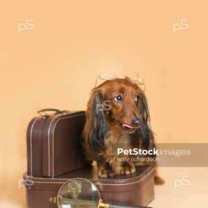 Dachshund Puppy dog wearing glasses on back of head, looking away, stepping on top of a brown luggage briefcase with a magnifying glass, orange background.