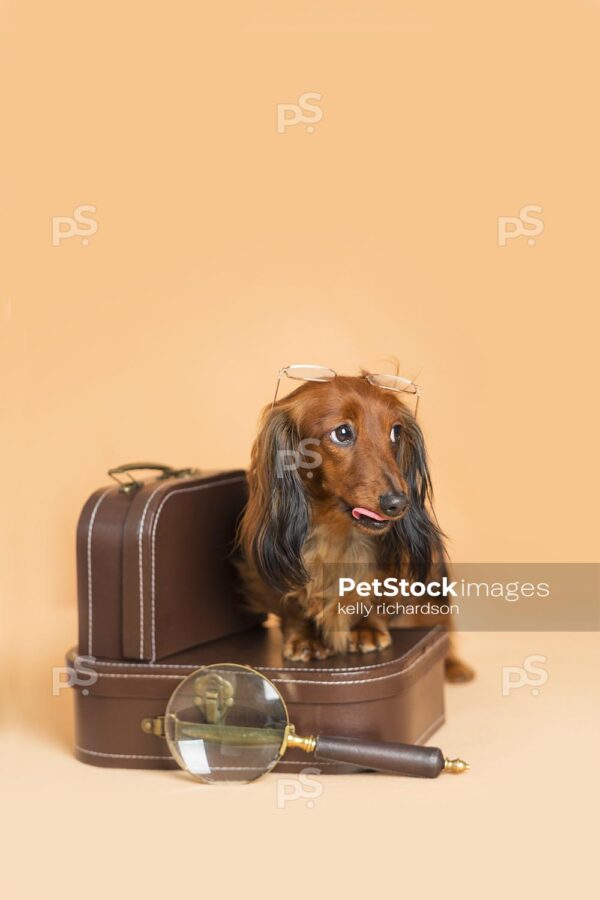 Dachshund Puppy dog wearing glasses on back of head, looking away, stepping on top of a brown luggage briefcase with a magnifying glass, orange background.