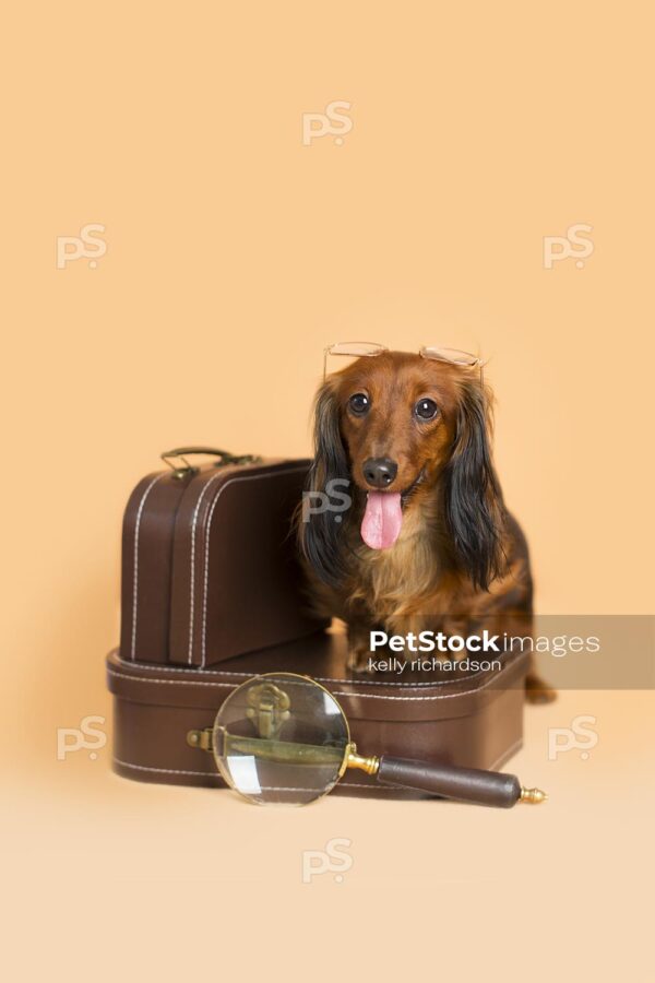 Dachshund Puppy Professor dog wearing glasses, stepping on top of a brown luggage briefcase with a magnifying glass, orange background.