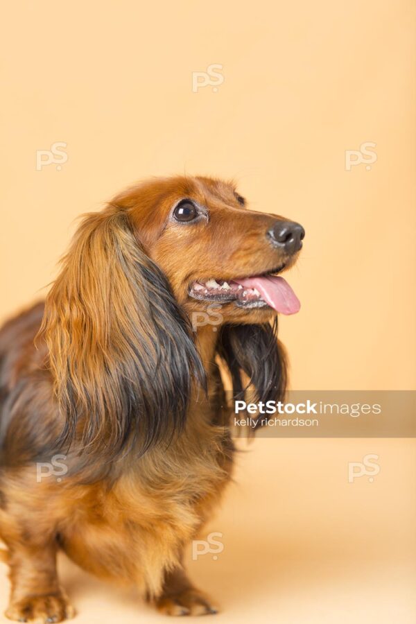 brown Dachshund Puppy in profile, orange background.