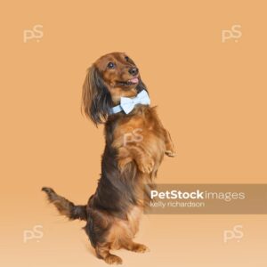 brown Dachshund Puppy wearing a blue bow tie,  standing tall on hind legs, orange background.