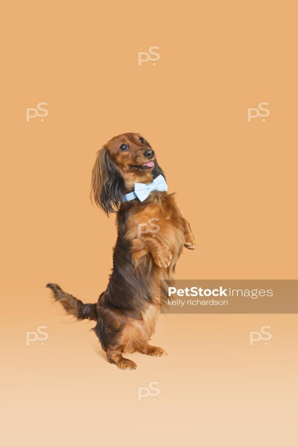 brown Dachshund Puppy wearing a blue bow tie,  standing tall on hind legs, orange background.