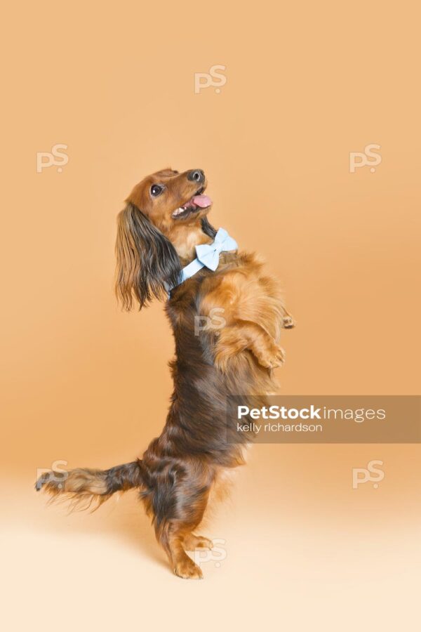 brown Dachshund Puppy wearing a blue bow tie, in profile standing tall on hind legs, orange background.