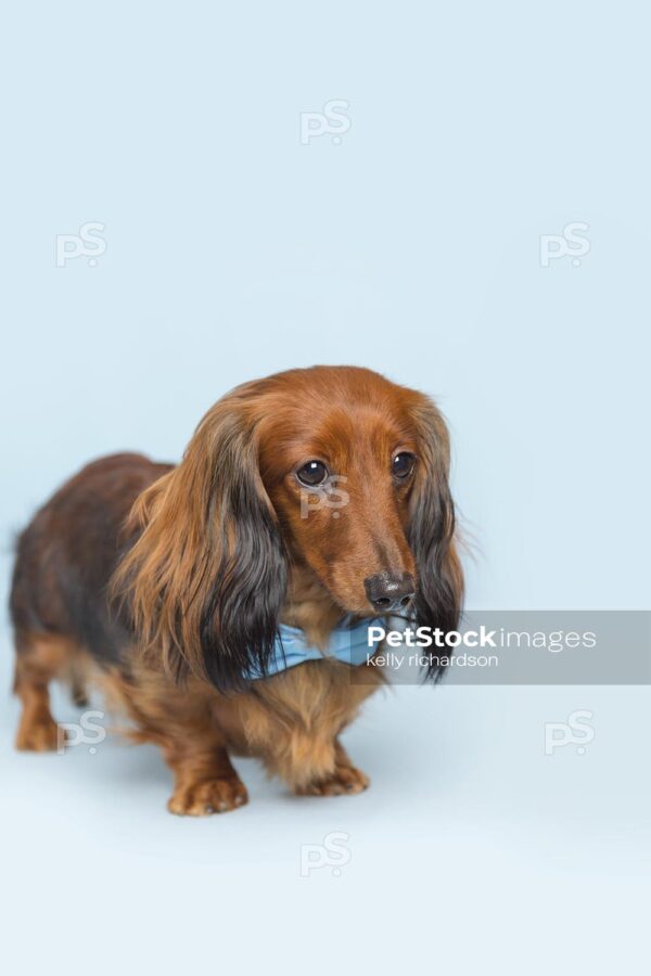 brown Dachshund Puppy dog wearing a light blue bow tie collar, walking forward,  blue background.