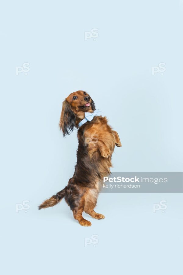 Dachshund Puppy wearing a blue bow tie,  standing tall on two legs, blue background.