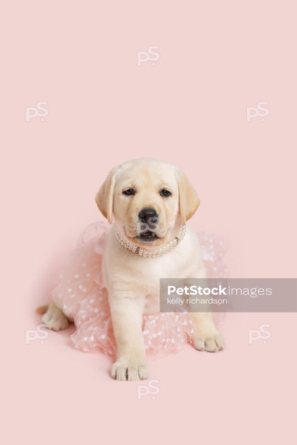 Yellow Labrador Retriever Puppy dog wearing a pink tulle skirt, pearls and hair up in a bow, pink background. 