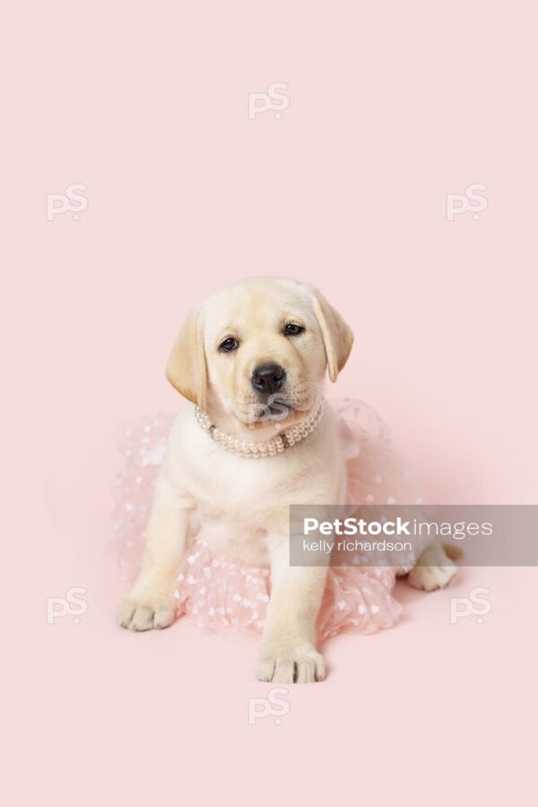 Yellow Labrador Retriever Puppy dog wearing a pink tulle skirt, pearls and hair up in a bow, pink background. 