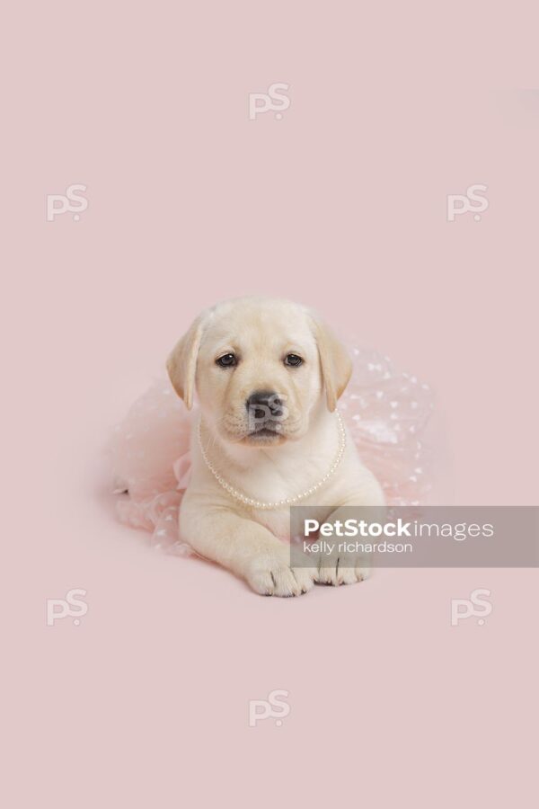 Yellow Labrador Retriever Puppy dog wearing a pink tulle skirt, pink background. 