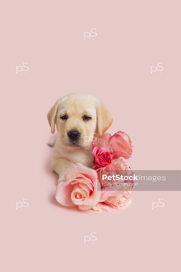 Yellow Labrador Retriever Puppy laying on ground next to a bouquet of pink roses, pink background. 