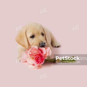 Yellow Labrador Retriever Puppy laying on ground next to a bouquet of pink roses, pink background. 