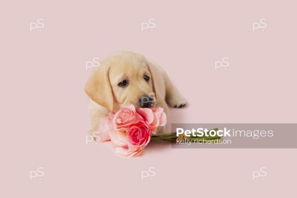 Yellow Labrador Retriever Puppy laying on ground next to a bouquet of pink roses, pink background. 