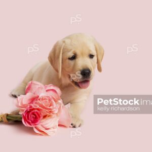 Yellow Labrador Retriever Puppy laying on ground next to a bouquet of pink roses, pink background. 