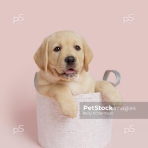 Yellow Labrador Retriever Puppy dog sitting inside a white fabric basket,  pink background. 