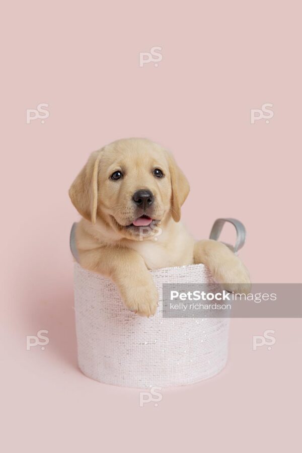 Yellow Labrador Retriever Puppy dog sitting inside a white fabric basket,  pink background. 