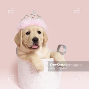 Yellow Labrador Retriever Puppy dog wearing a princess feather crown, sitting inside a white fabric basket,  pink background. 