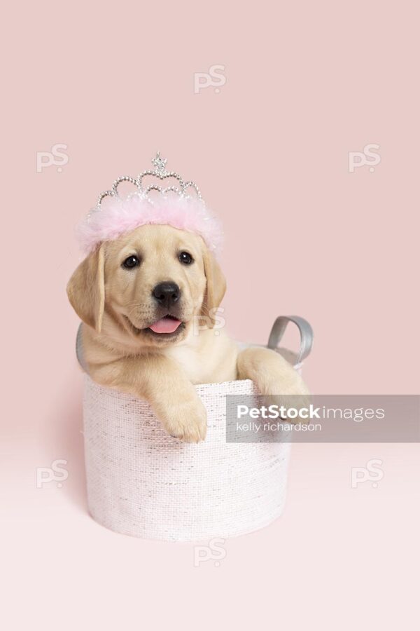 Yellow Labrador Retriever Puppy dog wearing a princess feather crown, sitting inside a white fabric basket,  pink background. 