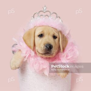 Yellow Labrador Retriever Puppy dog wearing a princess feather crown and a pink feather bow around its neck, sitting inside a white fabric basket,  pink background. 