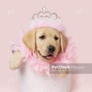 Yellow Labrador Retriever Puppy dog wearing a princess feather crown and a pink feather bow around its neck, sitting inside a white fabric basket,  pink background. 