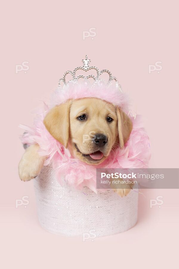 Yellow Labrador Retriever Puppy dog wearing a princess feather crown and a pink feather bow around its neck, sitting inside a white fabric basket,  pink background. 