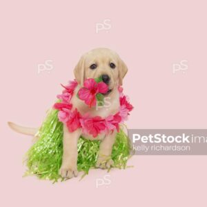 Yellow Labrador Retriever Puppy dog wearing a green grass skirt and a pink lei flower necklace ready for a summer vacation luau party,  pink background.