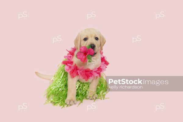 Yellow Labrador Retriever Puppy dog wearing a green grass skirt and a pink lei flower necklace ready for a summer vacation luau party,  pink background.