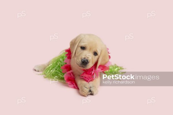 Yellow Labrador Retriever Puppy dog wearing a green grass skirt and a pink lei flower necklace,  ready for a summer vacation luau party,  pink background.