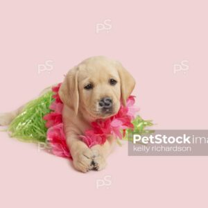 Yellow Labrador Retriever Puppy dog wearing a green grass skirt and a pink lei flower necklace,  ready for a summer vacation luau party,  pink background.