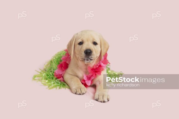 Yellow Labrador Retriever Puppy dog wearing a green grass skirt and a pink lei flower necklace,  ready for a summer vacation luau party,  pink background.