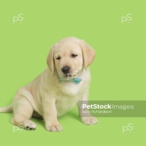 Yellow Labrador Retriever Puppy dog wearing a light blue bow tie, green background. 