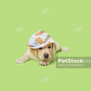 Yellow Labrador Retriever Puppy dog wearing a light blue summer hat, green background. 