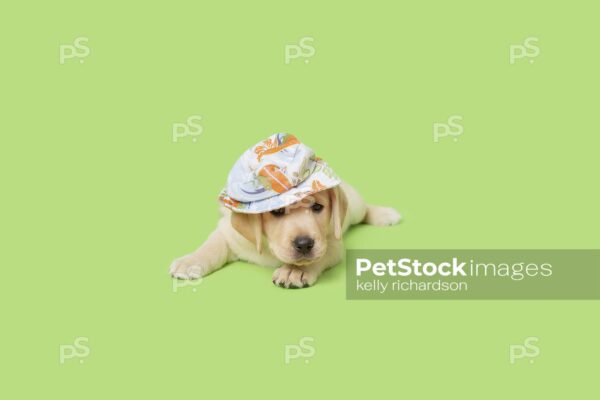 Yellow Labrador Retriever Puppy dog wearing a light blue summer hat, green background. 