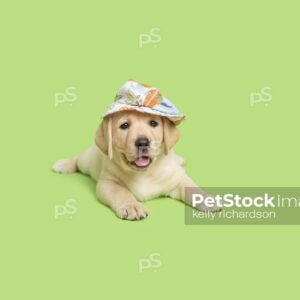 Yellow Labrador Retriever Puppy dog wearing a light blue summer hat, green background. 