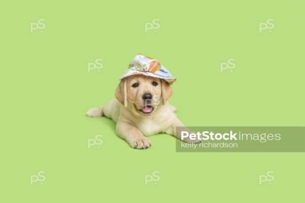 Yellow Labrador Retriever Puppy dog wearing a light blue summer hat, green background. 