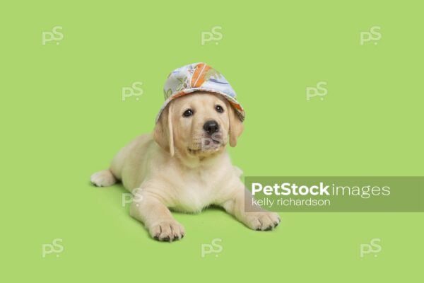 Yellow Labrador Retriever Puppy dog wearing a light blue summer hat, green background. 