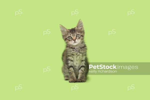 Brown tabby kitten sitting on green background spring 3506