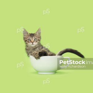 Brown tabby kitten in white teacup on green background.