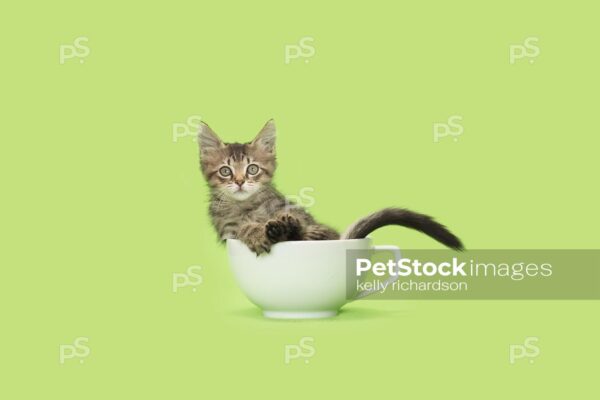 Brown tabby kitten in white teacup on green background.