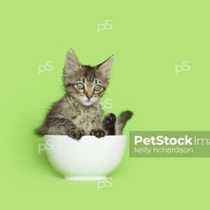 Brown tabby kitten in white teacup on green background.